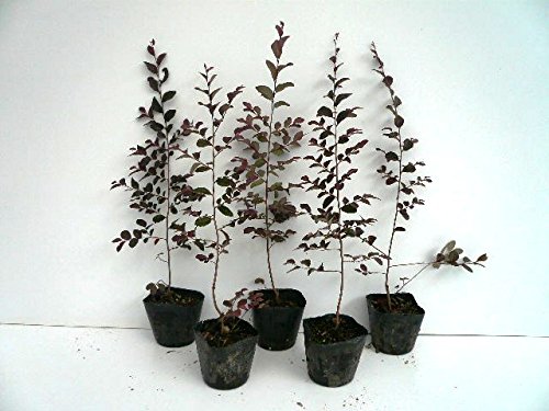 Amazon.co.jp: 【50本セット】トキワマンサク（赤葉赤花） 樹高0.4m